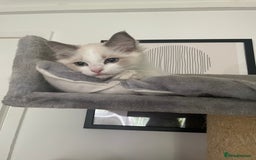 Ragdoll cats for sale: GCCF pedigreed ragdoll kittens READY TO LEAVE  - Image 5