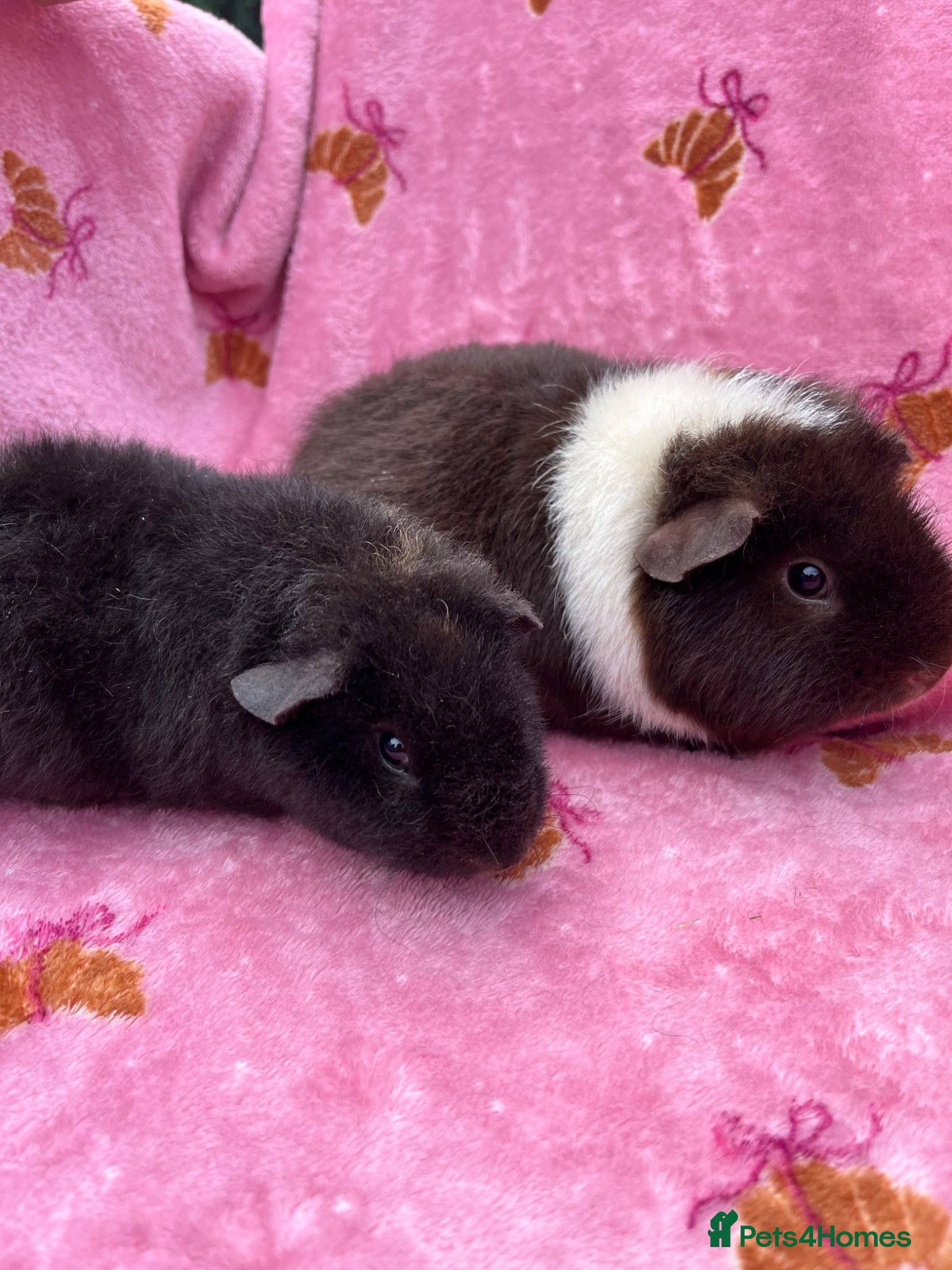 Guinea Pig rodents Baby Teddy girl  - Advert 1
