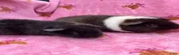 Guinea Pig rodents for sale: Baby Teddy girl  - Advert 1