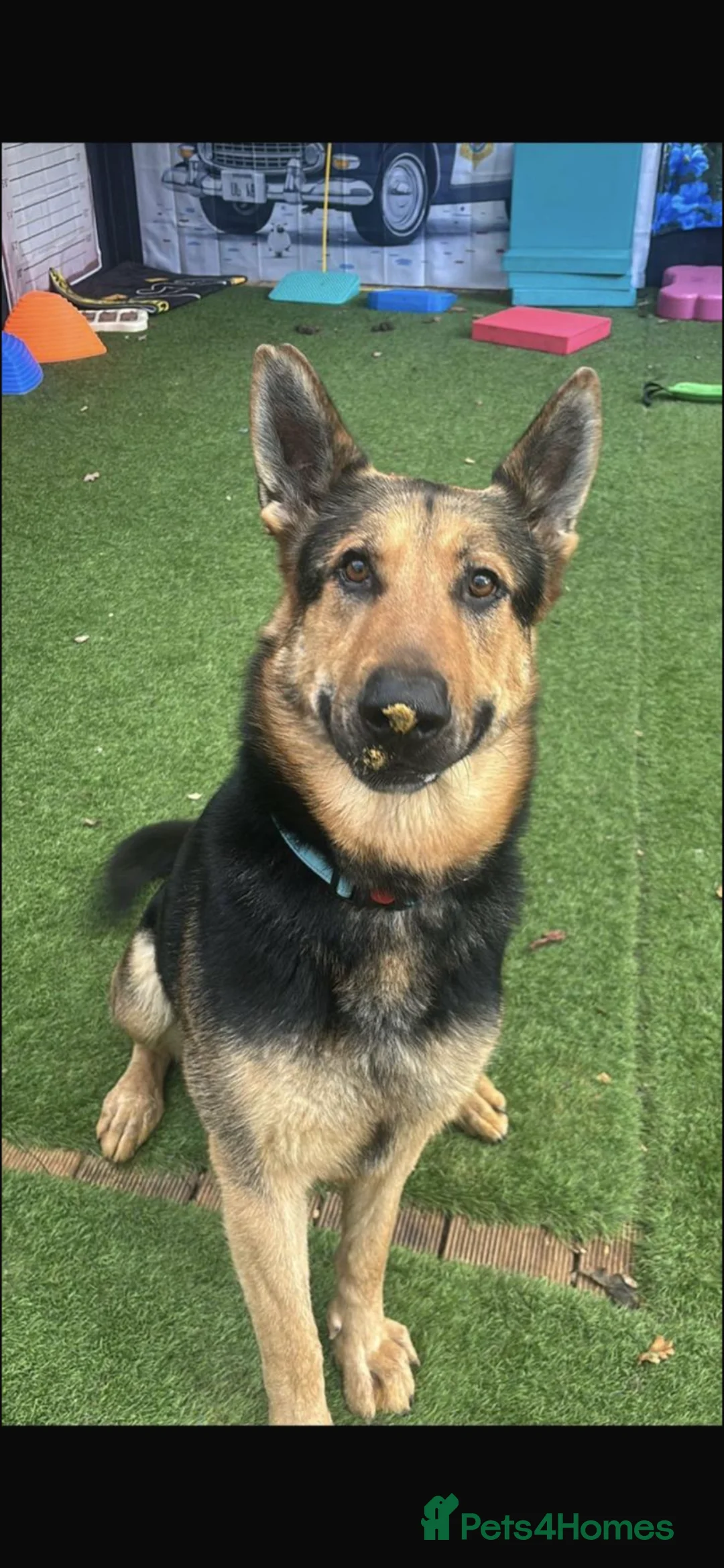 German Shepherd dogs for sale: Mr Ryuu - Advert 1