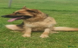 German Shepherd dogs for sale: KC registered German Shepherd puppies  - Image 16