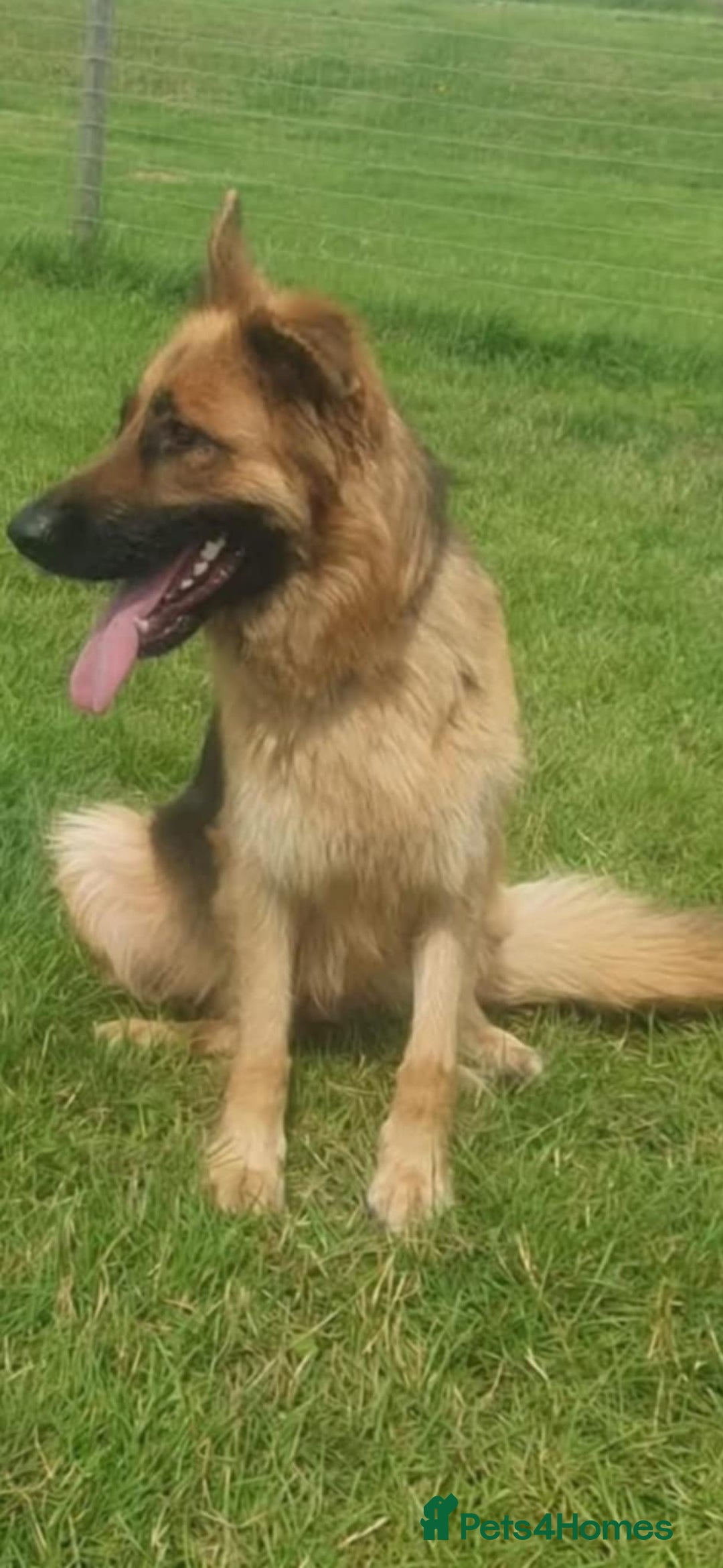 German Shepherd dogs for sale: KC registered German Shepherd puppies  - Image 16