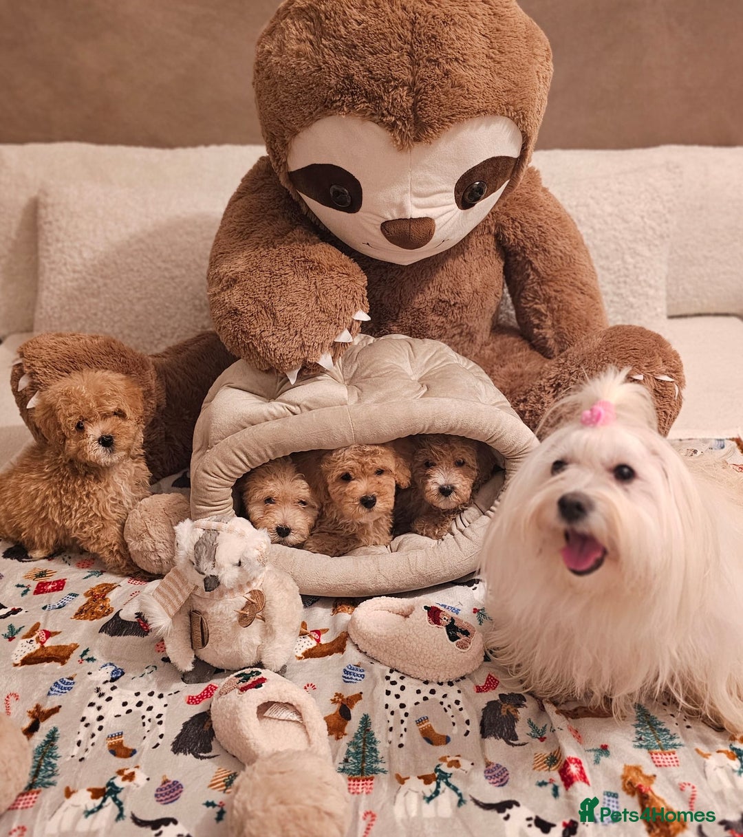 Maltipoo dogs for sale: Amazing apricot color Maltipoo puppies! - Advert 22