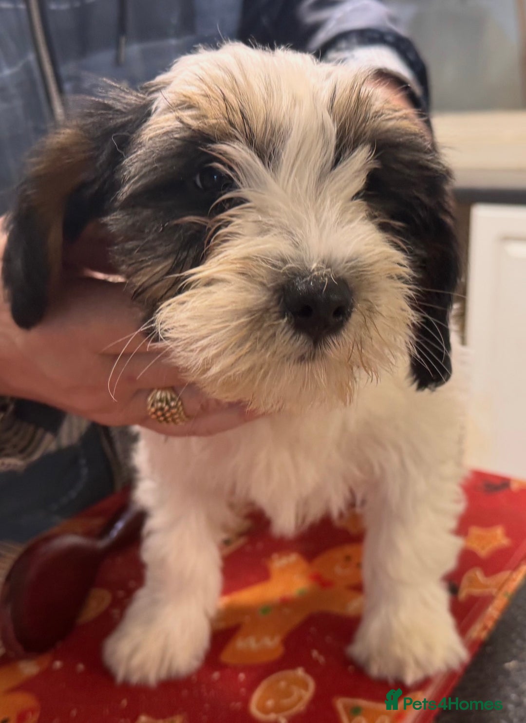 Tibetan Terrier dogs for sale: Araki Tibetan Terriers for Sale - Advert 10