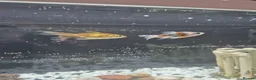 Fancy Goldfish fish for sale: 2 Fancy Goldfish in Wolverhampton - Advert 1