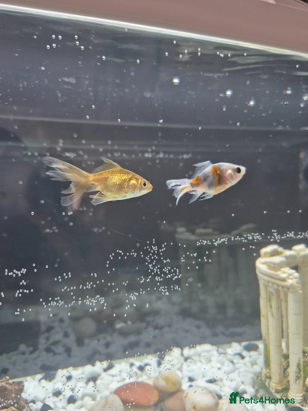 Fancy Goldfish fish for sale: 2 Fancy Goldfish in Wolverhampton - Advert 1