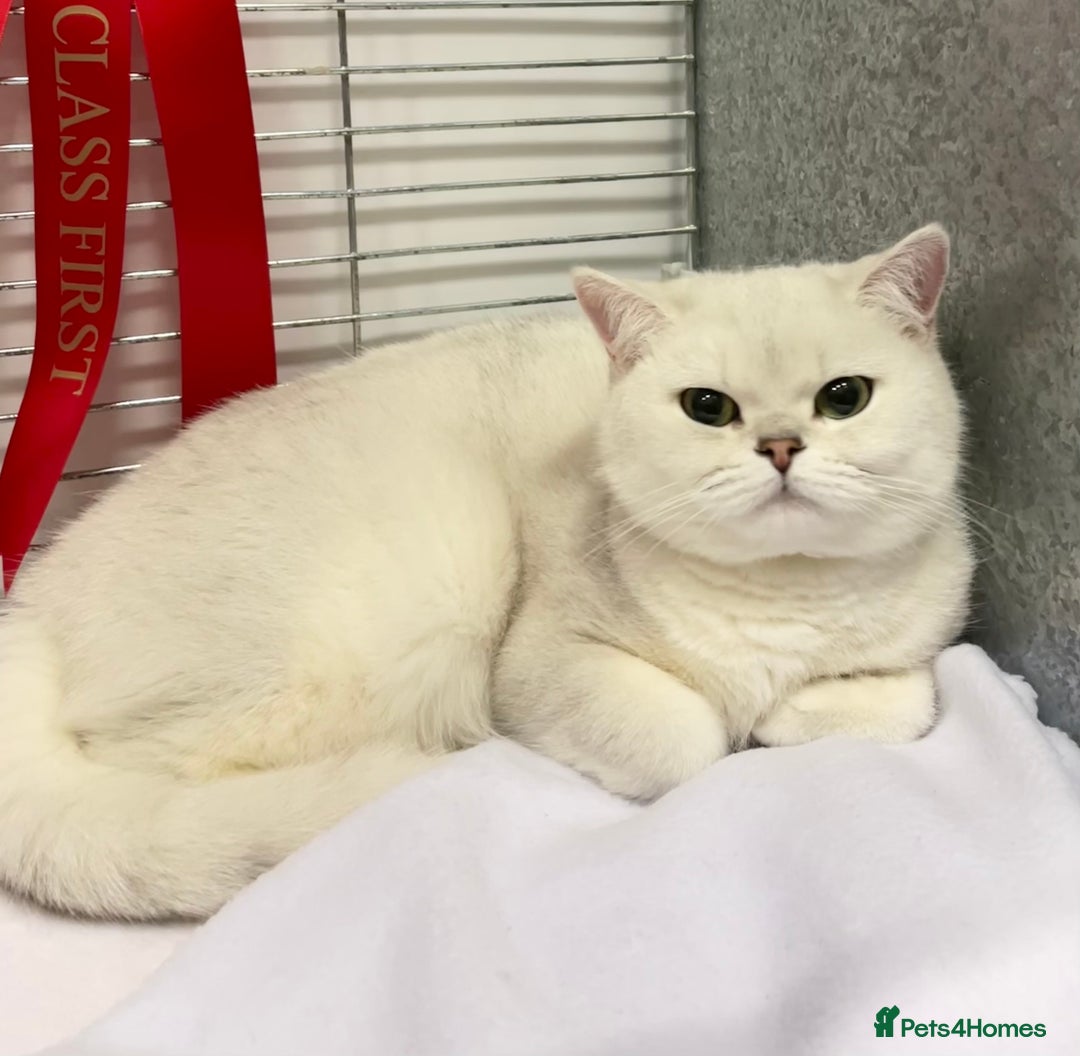 British Shorthair Kittens for sale in Staveley, Westmorland and