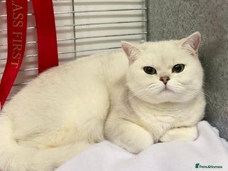 British Shorthair cats - Advert 34