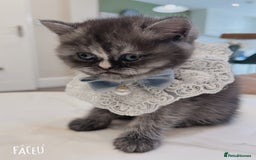 Mixed Breed cats for sale: Mix cat to sell - Image 4