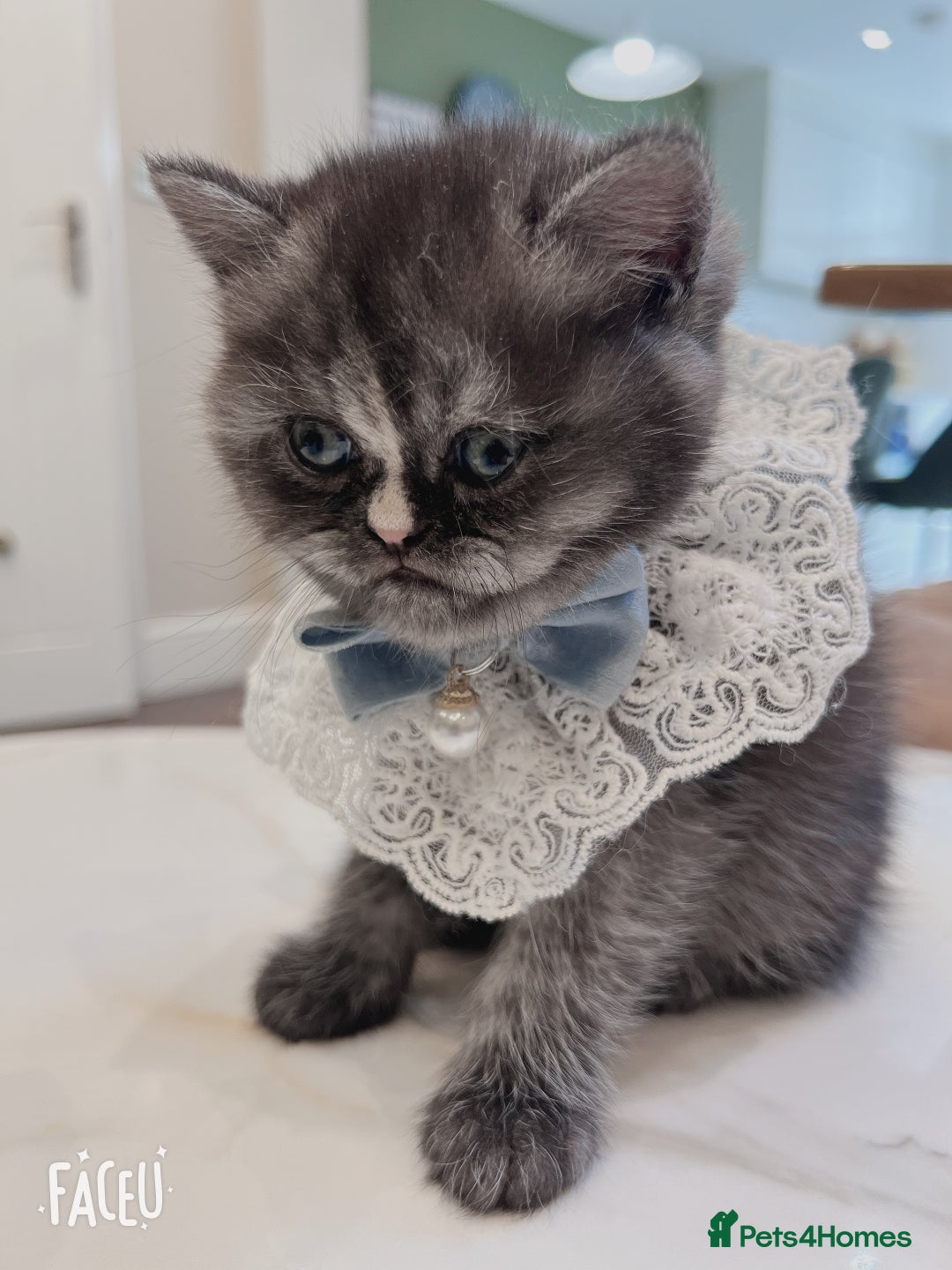 Mixed Breed cats for sale: Mix cat to sell - Image 4
