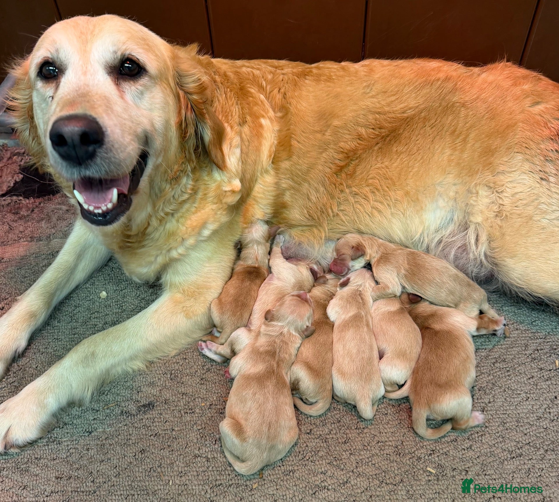Golden Retriever dogs Golden retriever perfect puppies  - Advert 1