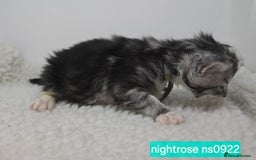Maine Coon cats for sale: Maine Coon Kittens Silver Imported Shaded Lines - Image 22
