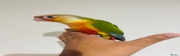 Conures birds for sale: Hand reared conures for sale  - Advert 2