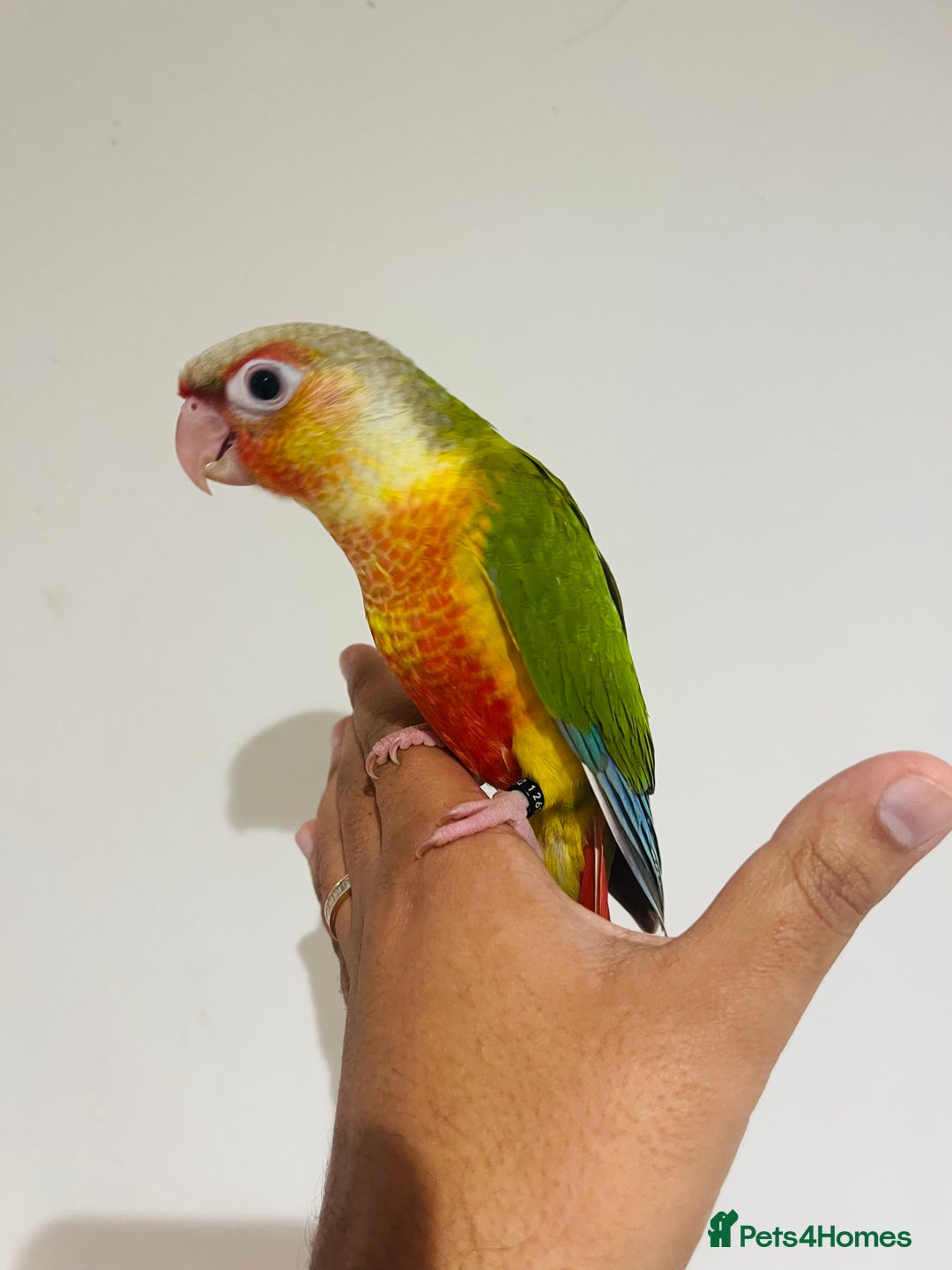 Conures birds for sale: Hand reared conures for sale  - Advert 2