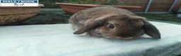 Mini Lop rabbits for sale: Pretty (Mostly) Female Minilop and Dwarf Lop - Advert 2
