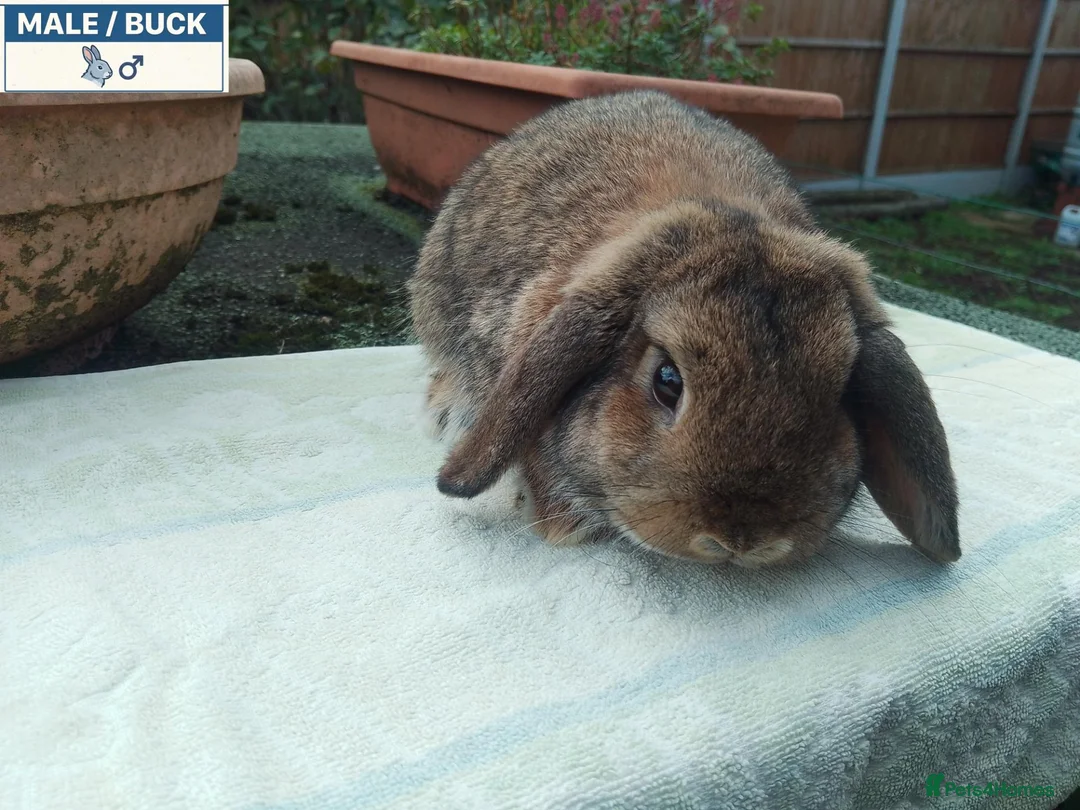 Mini Lop rabbits for sale: Pretty (Mostly) Female Minilop and Dwarf Lop - Advert 2