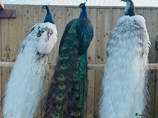 Peafowl poultry NEW LISTING - PEACOCKS FOR SALE 🦚🦚 - Advert 5