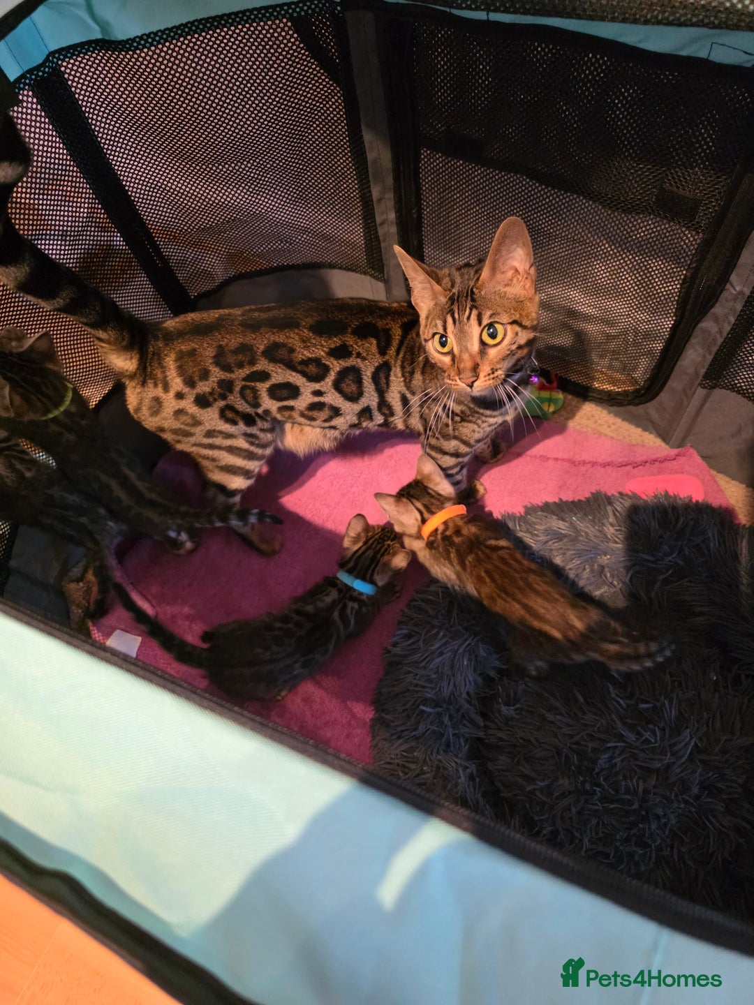 Bengal cats for sale: Pure bengal kittens  - Image 12
