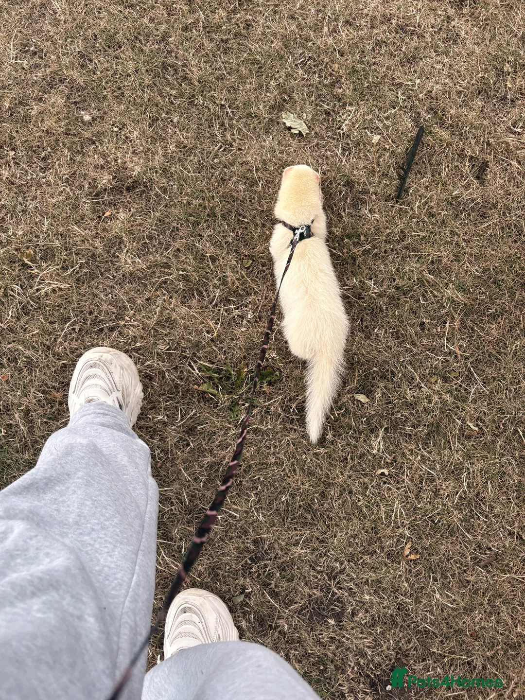 Ferret rodents for sale: Male and female ferrets  in Sunderland - Advert 5
