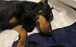 Dobermann dogs for sale: European Doberman Puppies - Champion Bloodline - Image 24