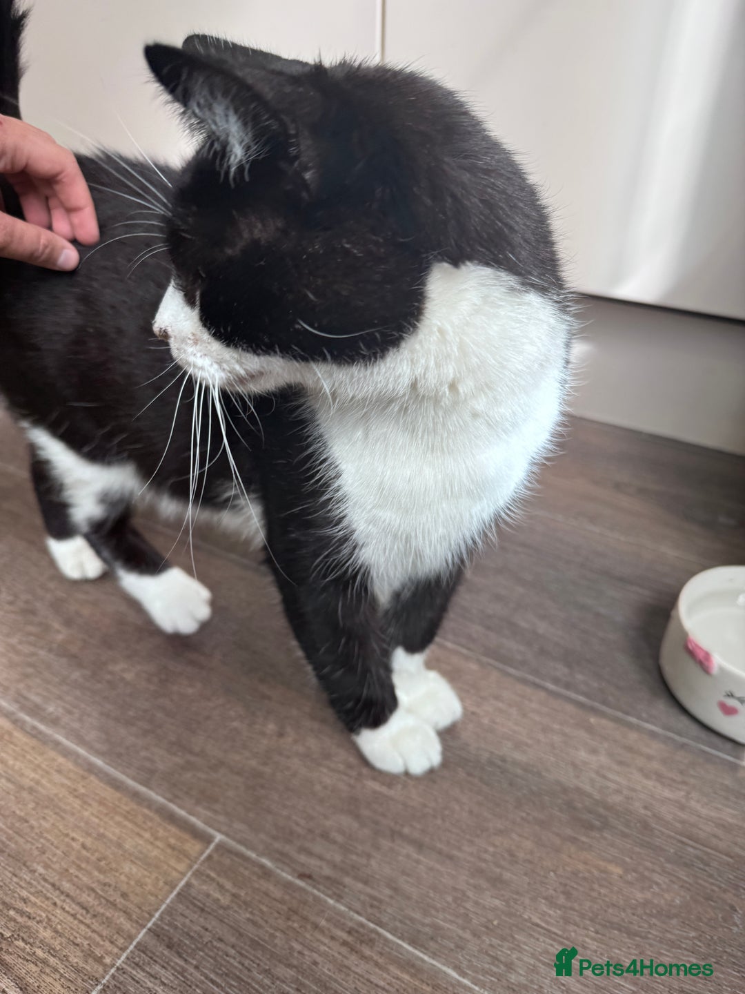 Mixed Breed cats for sale: X2 male cats Batman & Blacky - Image 14