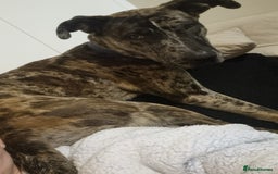 Mixed Breed dogs for sale: Beautiful Rocco looking for 5⭐️ home - Image 6