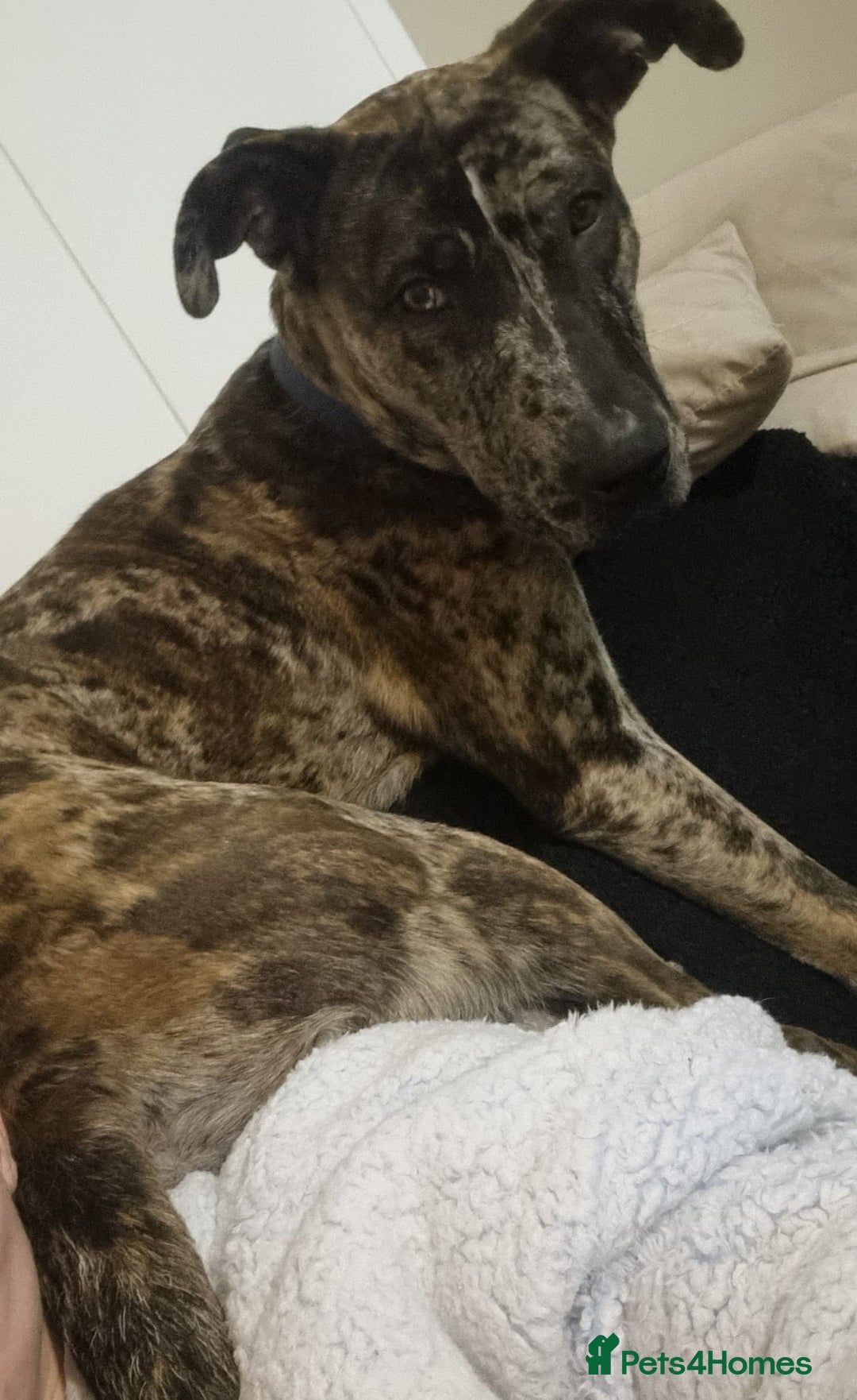 Mixed Breed dogs for sale: Beautiful Rocco looking for 5⭐️ home - Image 6