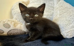 Mixed Breed cats for sale: Beautiful siamese mix kittens - Image 17
