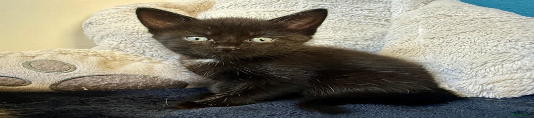 Ivy - siamese mixed