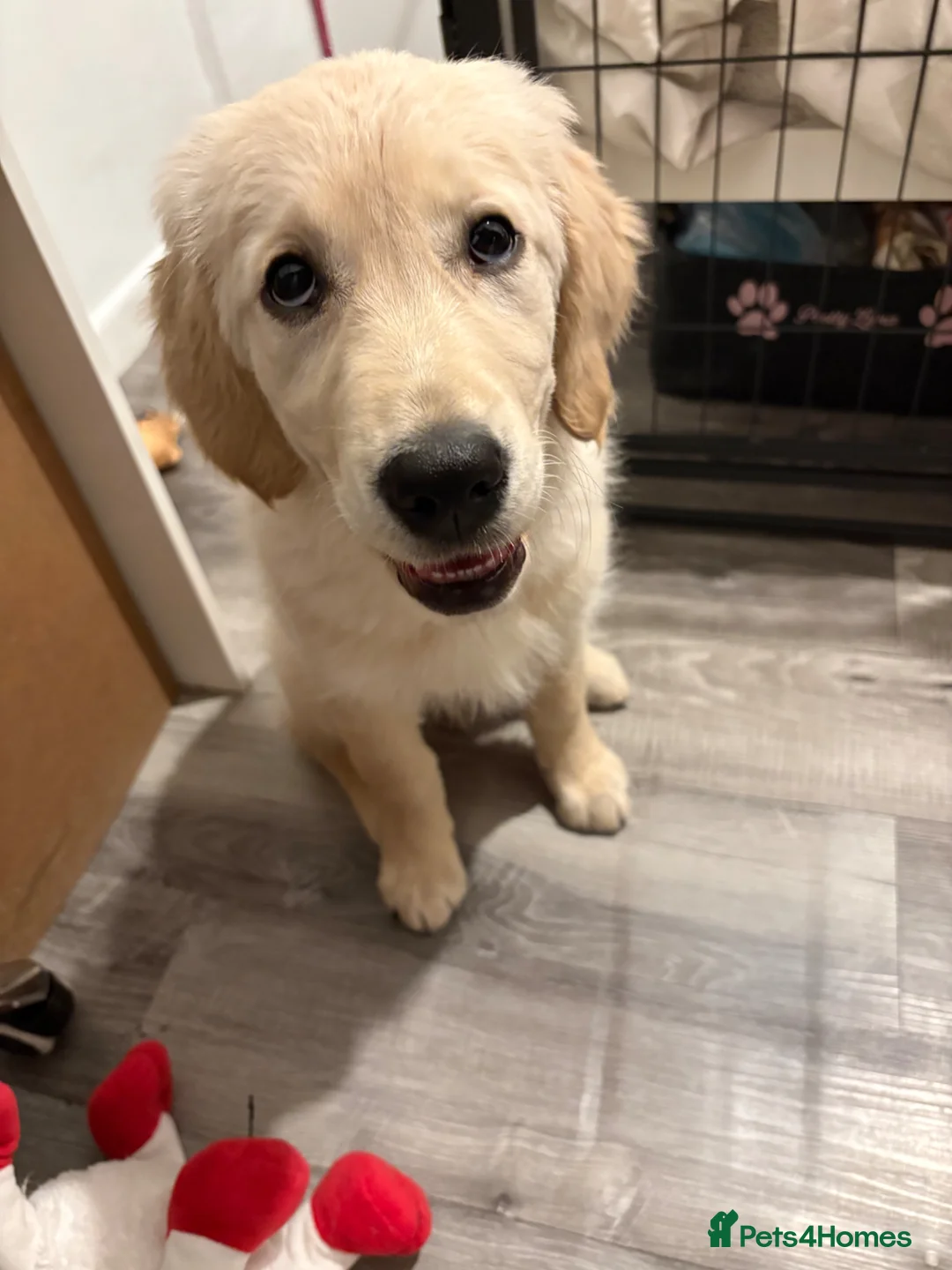 Golden Retriever dogs for sale: 19 weeks old puppy for sale - Advert 2