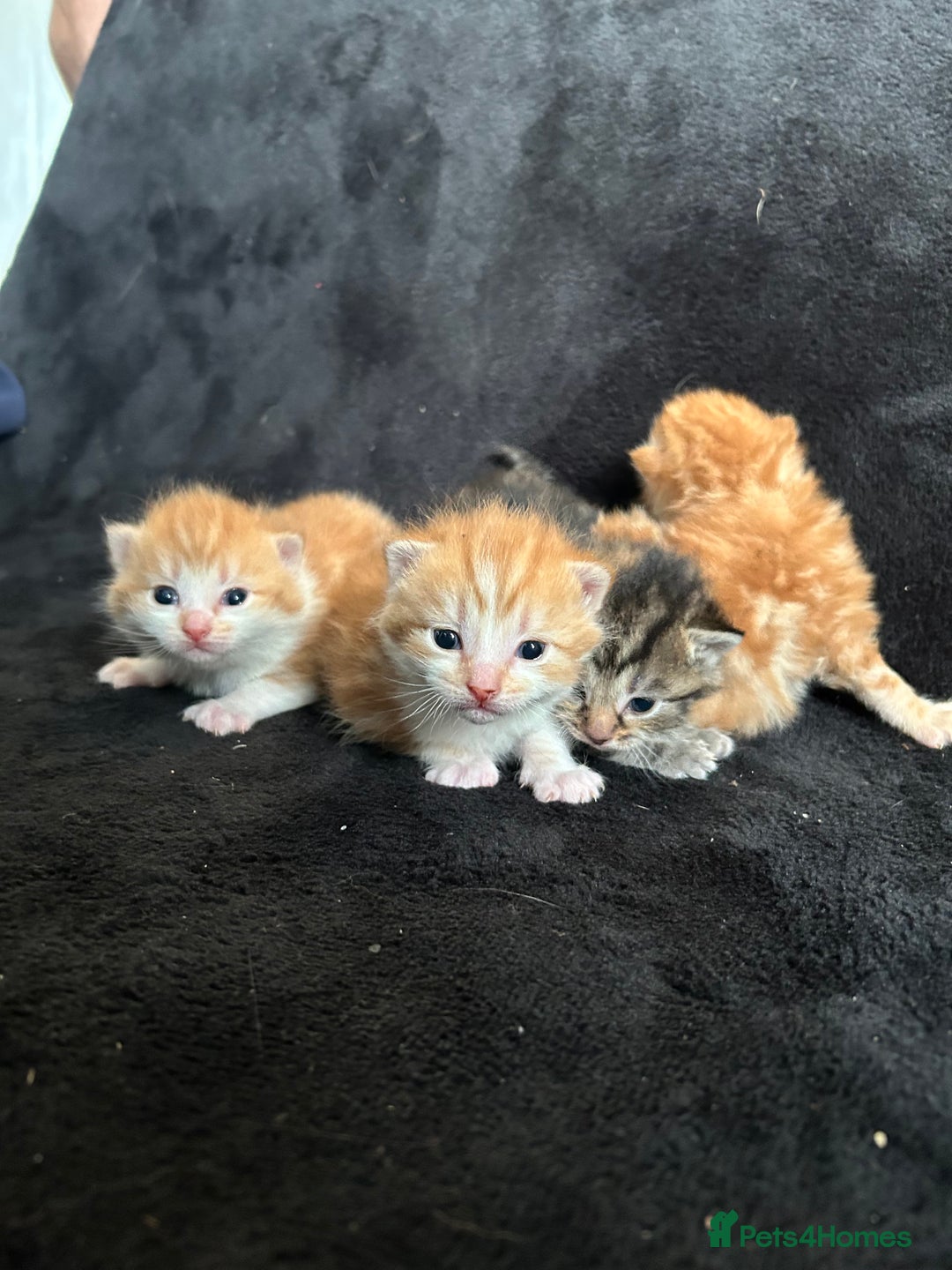 Mixed Breed cats for sale: Adorable Christmas ready kittens 🎅🏼🎄🎁 - Advert 3
