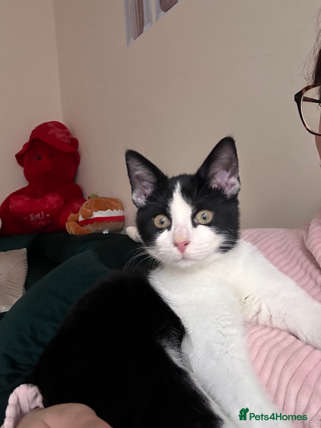 Mixed Breed cats for sale: Nico is looking for a forever home - Advert 2