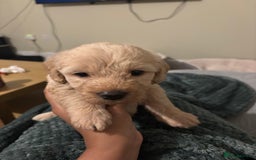 Mixed Breed dogs for sale: Lovely Cockapoo x miniature Labradoodle puppies!  - Advert 7