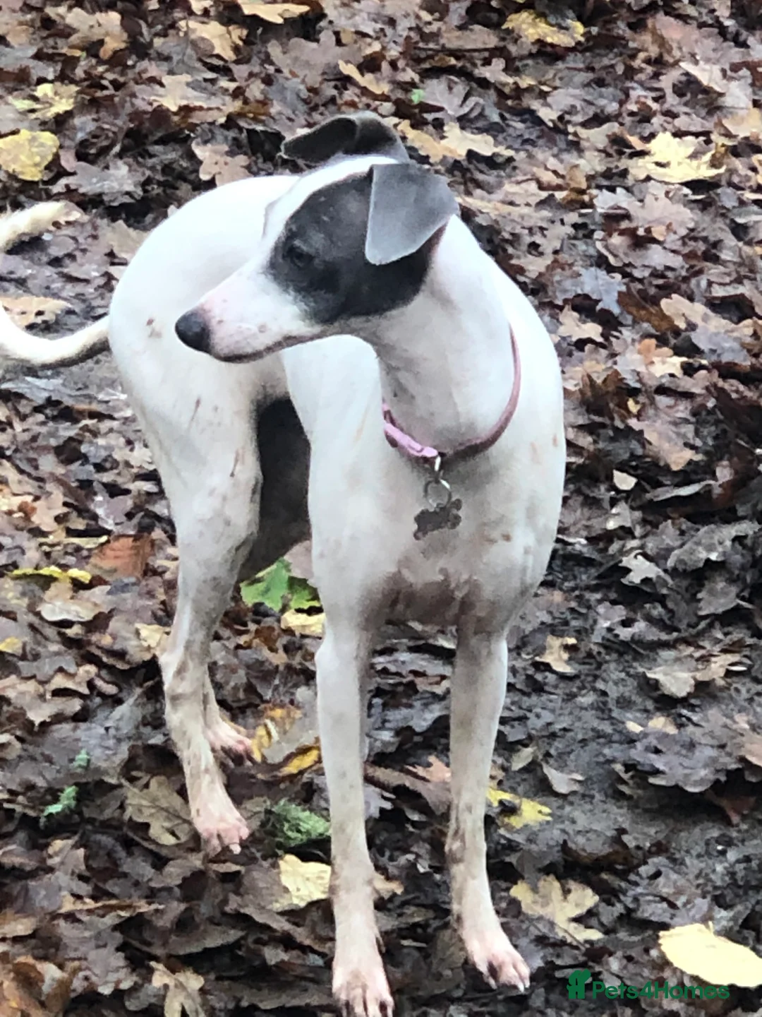 Italian Greyhound dogs for sale: KC reg Italian greyhound  - Advert 2