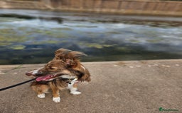 Border Collie dogs for sale: 8 Month Old Border Collie - Koa - Image 5