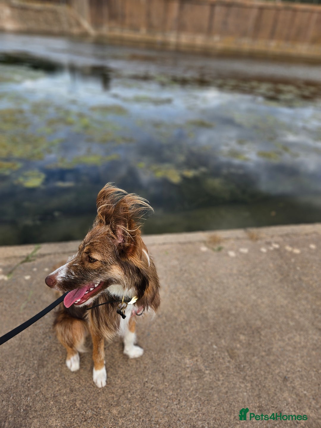 Border Collie dogs for sale: 8 Month Old Border Collie - Koa - Image 5