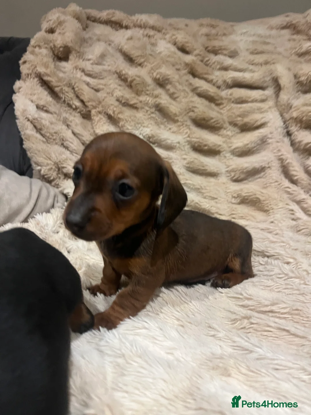 Miniature Dachshund dogs for sale: 💕Ready Now Minature Dachshund 💕 - Advert 2