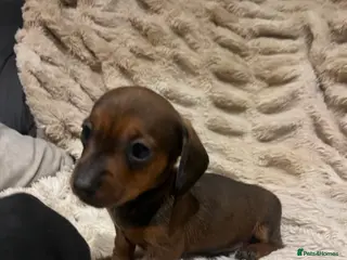 Miniature Dachshund dogs 💕Ready Now Minature Dachshund 💕 - Advert 3