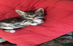 Bengal cats for sale: £150 fixed price for 5 kittens all together  - Image 4