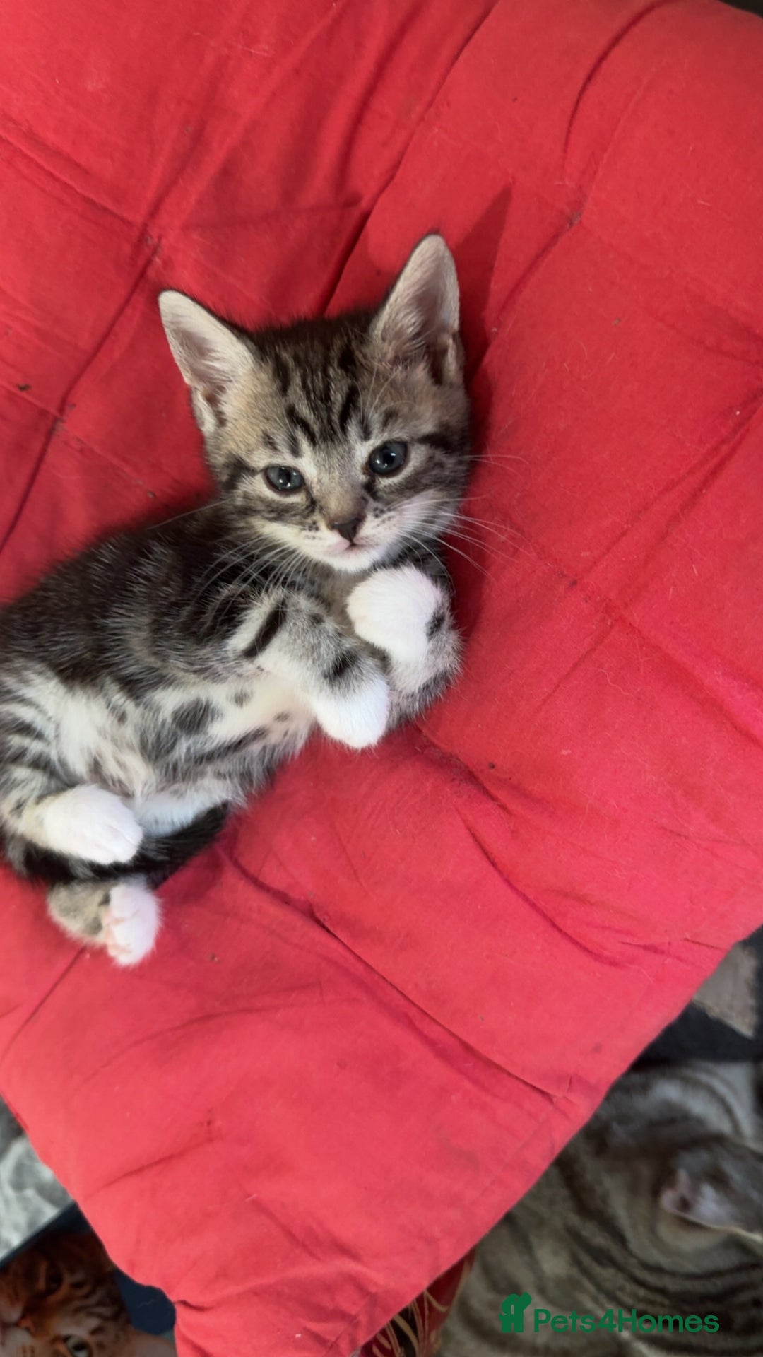 Bengal cats for sale: £150 fixed price for 5 kittens all together  - Image 4