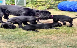 Mixed Breed dogs for sale: Sprockador Puppies  - Image 9