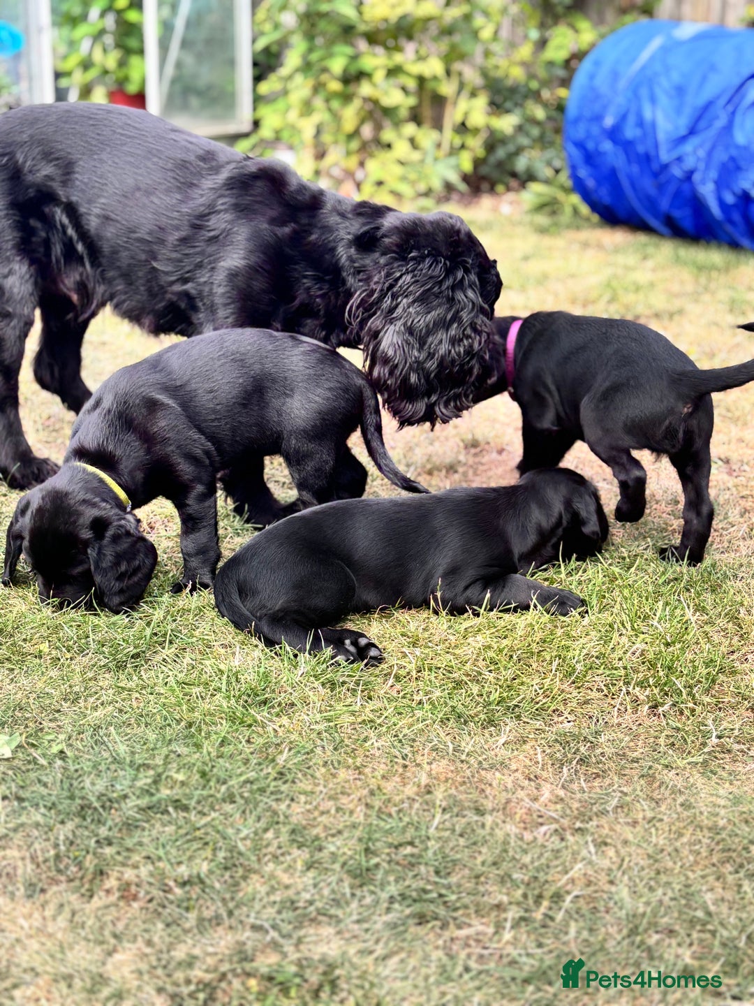 Mixed Breed dogs for sale: Sprockador Puppies  - Image 9