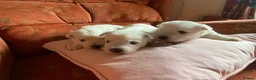 West Highland Terrier dogs for sale: 6 gorgeous puppies for sale  - Advert 5