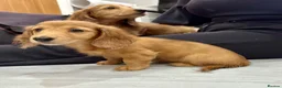 Miniature Dachshund dogs for sale: Miniature Dachshund - Advert 10