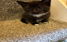 Mixed Breed cats for sale: 2 gorgeous kittens - Image 14