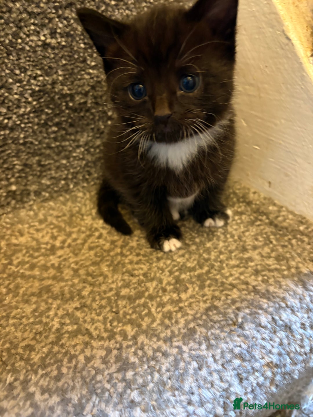 Mixed Breed cats for sale: 2 gorgeous kittens - Image 14