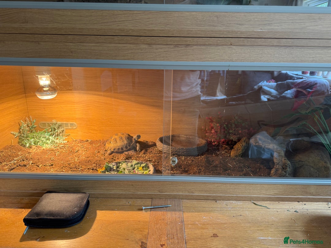 Tortoise reptiles for sale: 2x Horsefield Torts w/enclosures *collection only* - Image 4