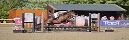 Connemara horses for sale: Dancer  - Advert 4