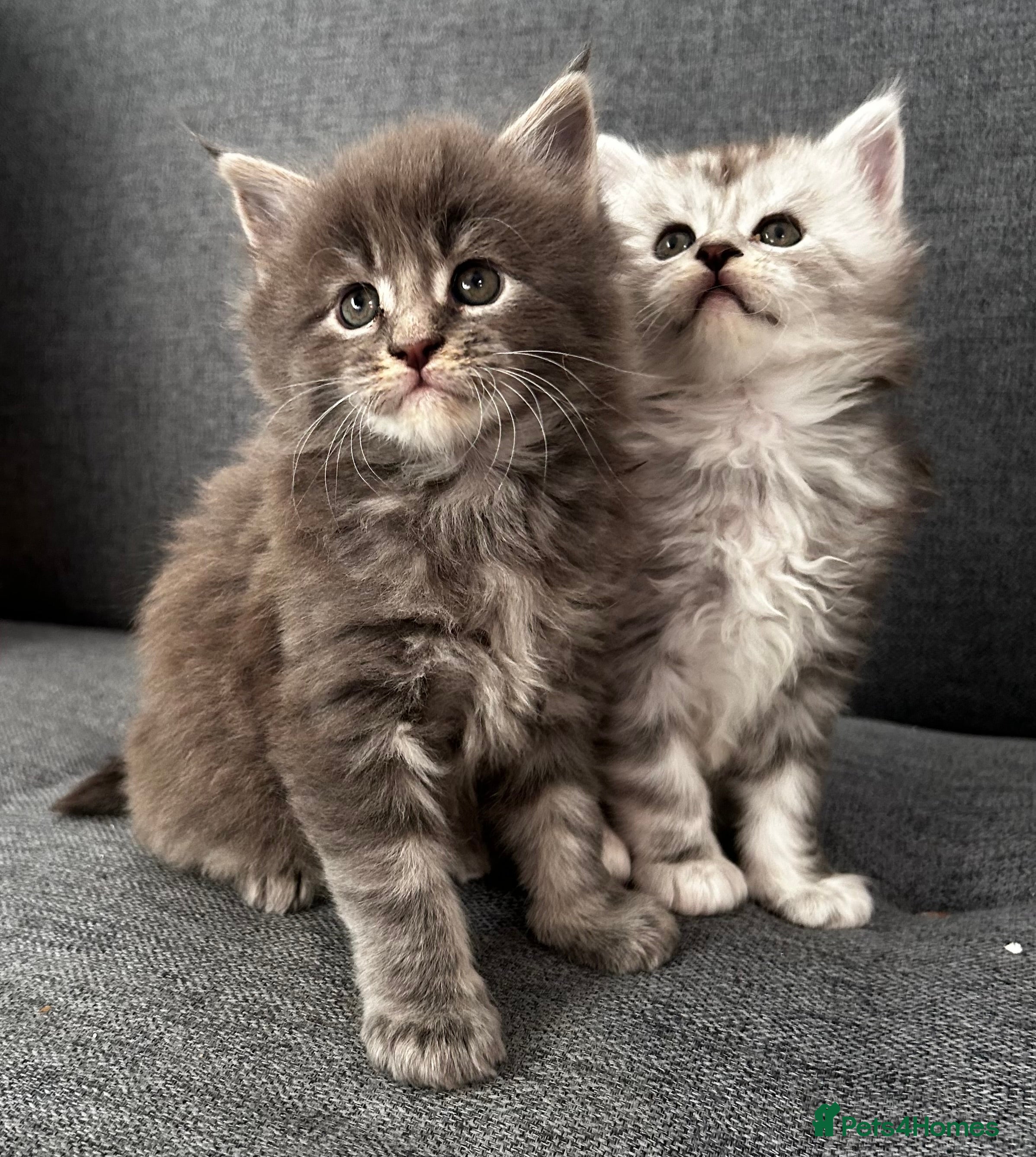 Maine Coon cats Beautiful Mainecoon’s available  - Advert 13