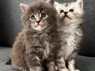 Maine Coon cats Beautiful Mainecoon’s available - Advert 2